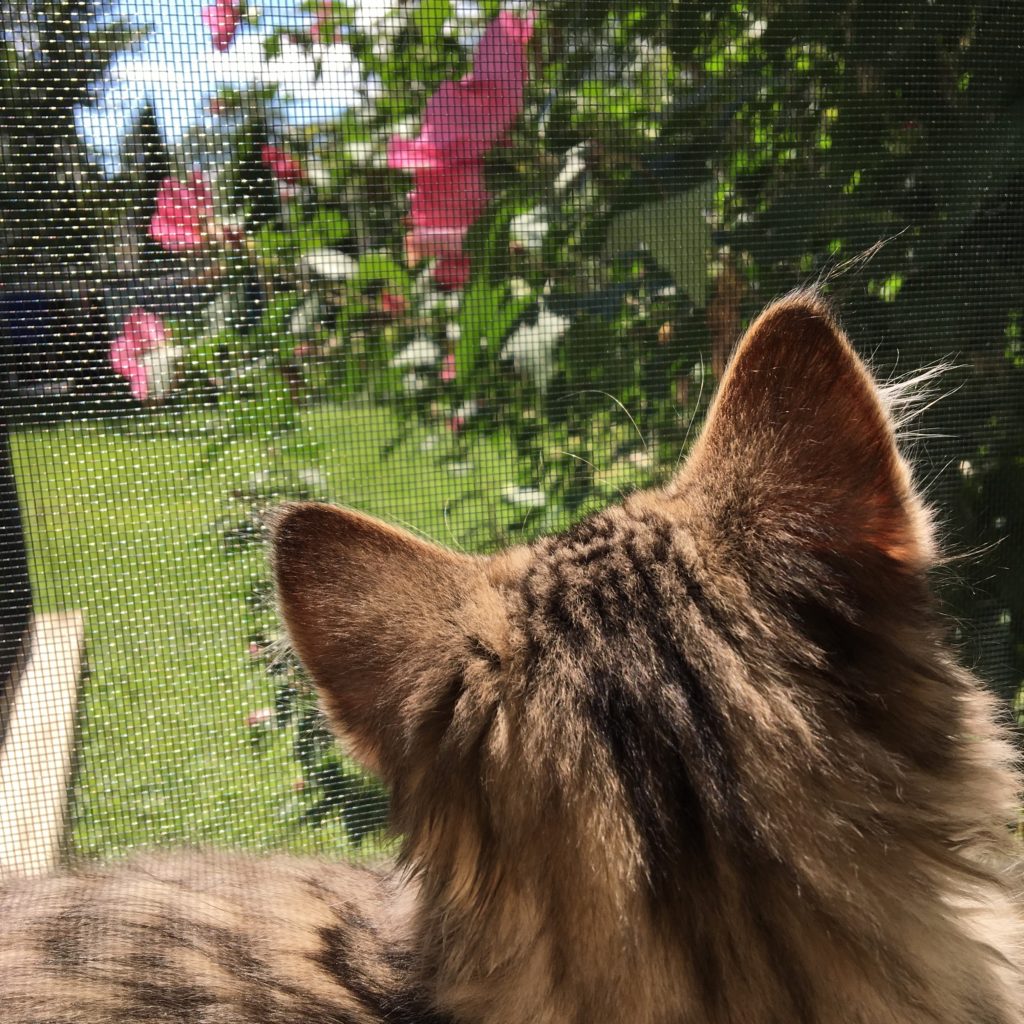 Chihiro gazing at my lovely Rose of Sharon