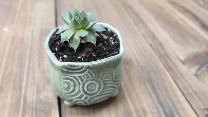 Mini Succulent Planter